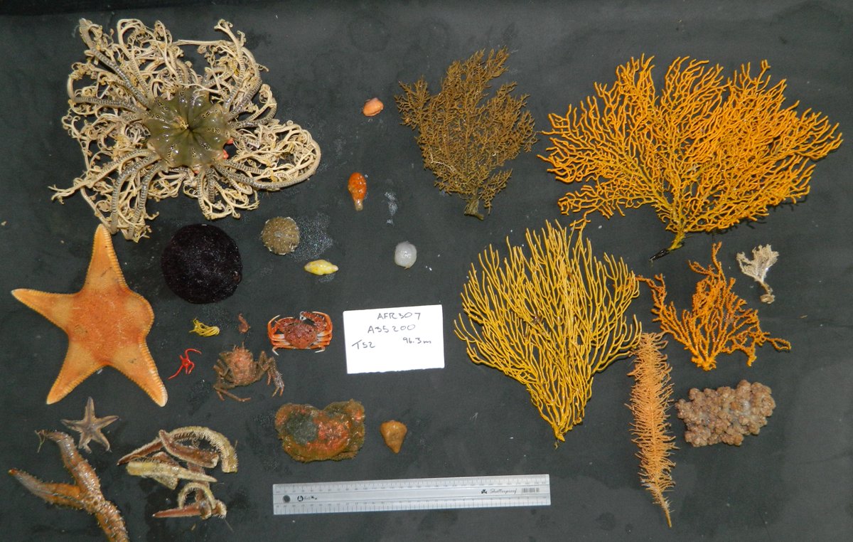 Our team has just returned after completing an invertebrate #biodiversity survey along the South African South Coast🪼🦞🦀🦐🪸🐚

In celebration of #InternationalBiodiversityDay here are some of the cool things they found!

#PartOfThePlan #FBIPSeaMap #Offshore #marine
