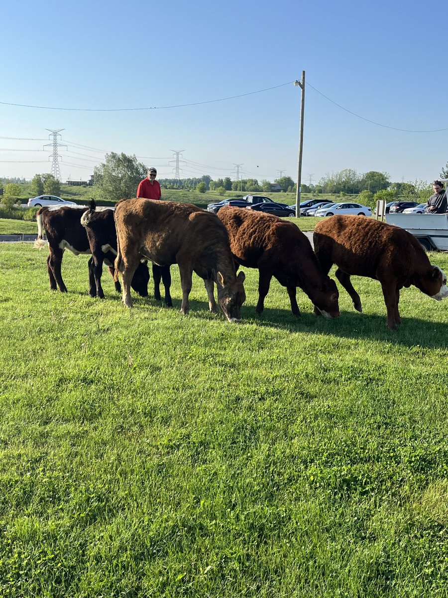 That was one hungry herd of cows ⁦<a href="/GolfNorthToday/">GolfNorth Properties</a>⁩ #mysticGC #reminder please fix your hoof marks