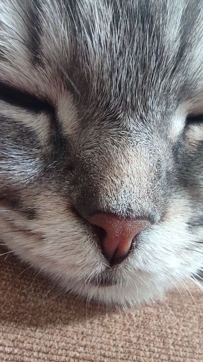 vesnou_n's tweet photo. Котичка моя🤠 https://t.co/0tGKnyrO8W