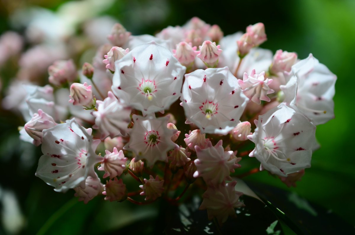 NATURE’S MASTERPIECE: New views of native mountain laurel shrubs bursting into #bloom in the #NewJersey #Pinelands. Mountain laurels are evergreen, understory #shrubs that typically grow up to about 15’ tall and wide.

📷: Paul Leakan, Pinelands Commission 

#flowers #flower