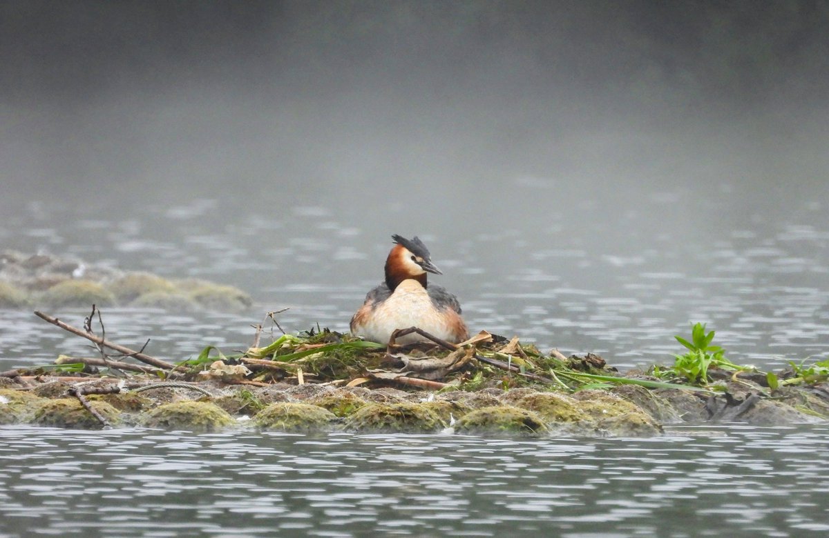 I prefer closer views of animals but I did really like this shot of great crested grebe on nest in the mist from the weekend.
