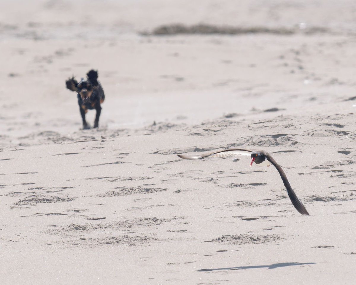 NycPlover's tweet photo. Memorial Day Weekend! NO DOGS whatsoever on Rockaway’s beaches - Jacob Riis, Tilden, Breezy, Arverne, Edgemere, Far Rock. We have Oystercatcher &amp; Plover nests hatching and chicks on the beach. Dogs have been linked to nest loss or worse! https://t.co/pLo3Qe8LsY