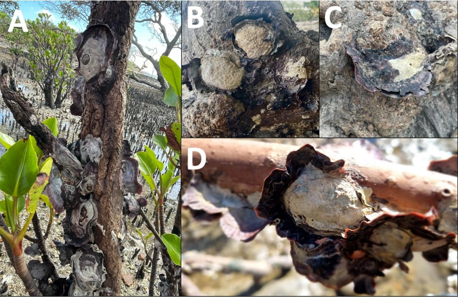 In #BMCEcolEcol, @Marina_Annette1, @drcarmelmc, and colleagues describe a multiplex PCR method for lineage identification of Saccostrea oysters found in Queensland. Essential for species identification, it has applications in restoration and aquaculture. bmcecolevol.biomedcentral.com/articles/10.11…