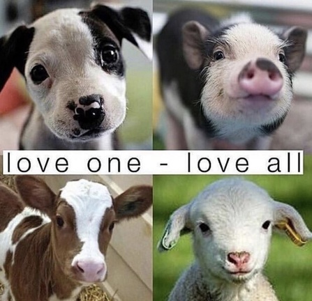 Vegan Future tweet media