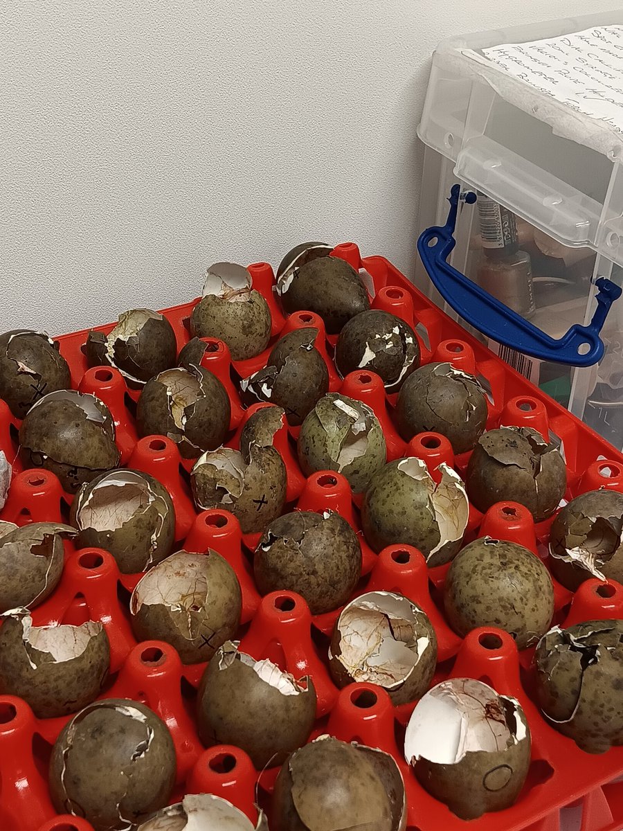 These #Godwit eggs are from chicks hatched successfully as part of our @NaturalEngland funded project this year - so far. That's ten times more birds than fledged naturally last year across the 3 sites they regularly breed at in the UK. #BiodiversityDay #bepartoftheplan
