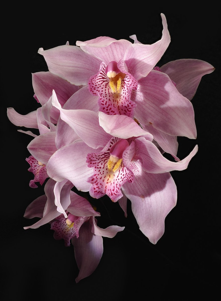 • Picture Idea: Capture layers and layers of orchid flowers.

• Exposure Details: Nikon Z 8 | Nikkor Z MC 50mm f/2.8 | 5500K White Balance | 30 Raw Captures | ISO 200 | 1/4 sec @ f/16 @NikonUSA #NikonPhotoMonth #NikonZ8 #NikkorZ #NikonPro #NikonAmbassador