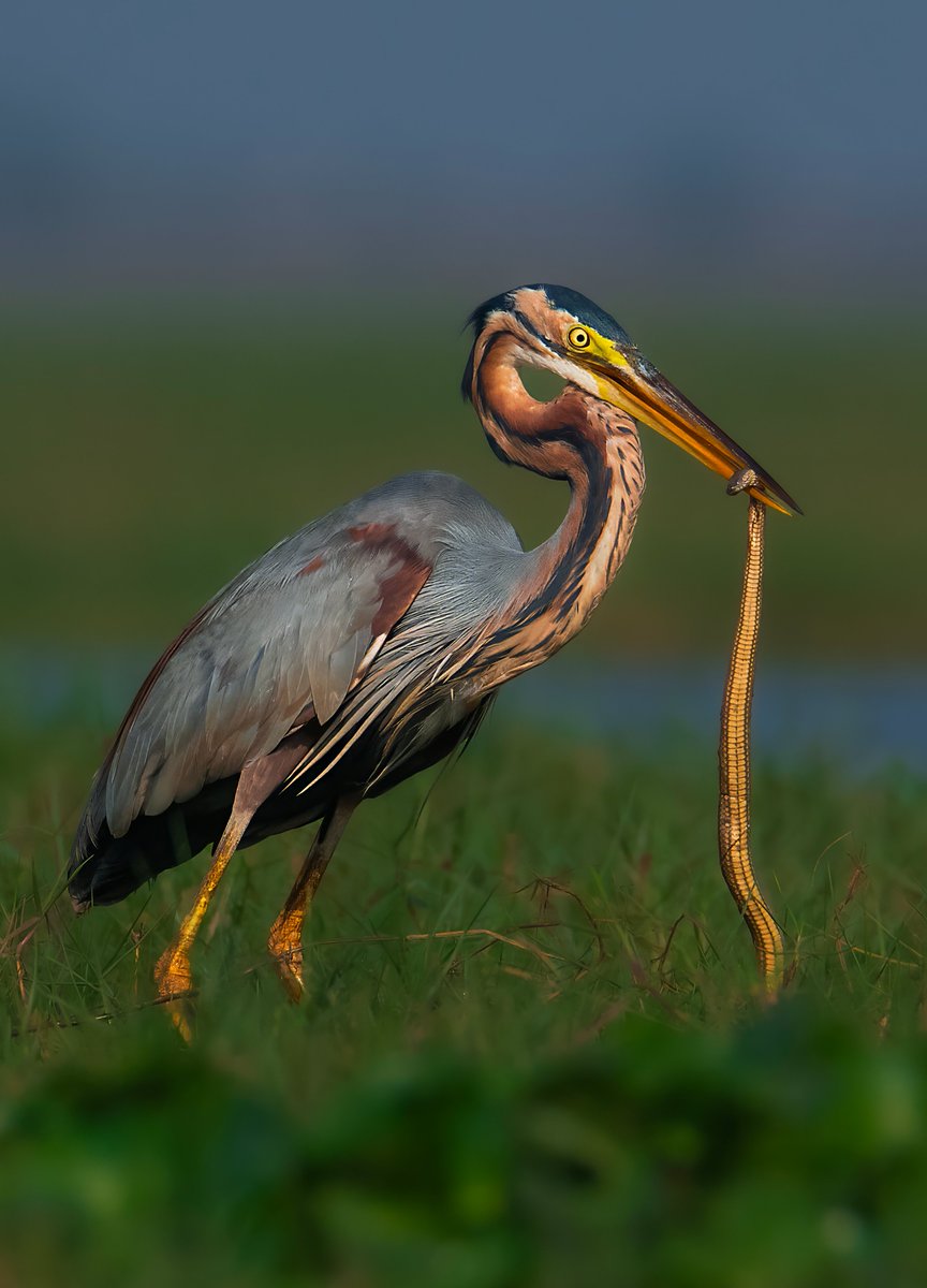 Good Afternoon Friends & Family
Have a beautiful day

Snake Charmer - Purple Heron
0.05 SOL
🖇️👇

in a natural history moment  a Purple Heron with an Olive Backed Keelback snake kill
Camera - Nikon D850 + Tamron 150-600 G2 Lens
Location - Chilika Lake, Odisha, India