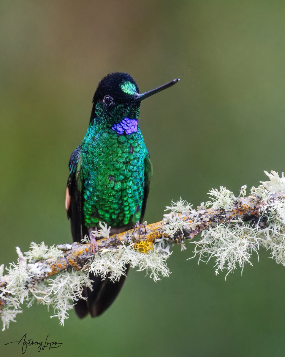 anthonylujan's tweet photo. #179 the Buff-winged Starfrontlet is a handsome guy. 

Buff-winged Starfrontlet
Coeligena lutetiae
IUCN status - Least Concern
Sony A1 - Sony 300mm - 2x teleconverter
#ALhummingbirdperched

#buffwingedstarfrontlet #starfrontlet #hummingbird #nuts_about_birds #earthcapture #col... https://t.co/GjUcwNNNq3