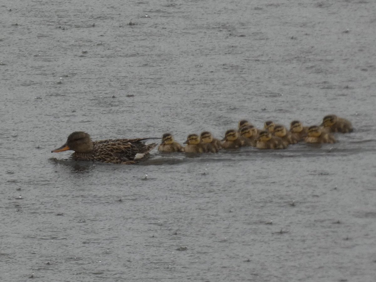 37 Gadwall at Wyver, inc a f with 14 ducklings. By far the largest brood here & earliest by 2 weeks. Most years Gadwall broods don't appear until 2nd week in June with the earliest on 06/06 @Derbyshirebirds @CliveAshton5 @chriscx5001 @Mightychub @Willowglass12 #derbyshirebirds