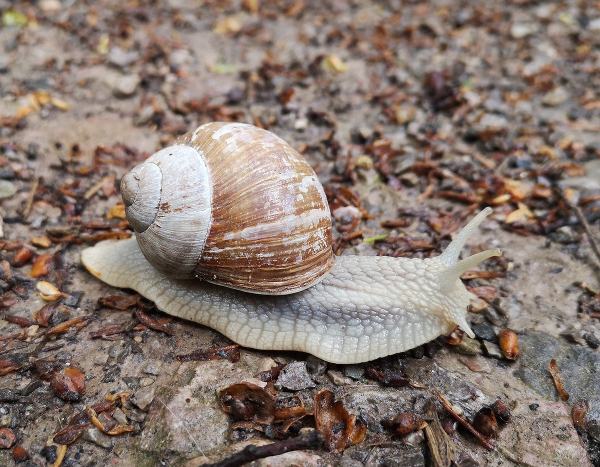 Monster Snail on manoeuvres 😂