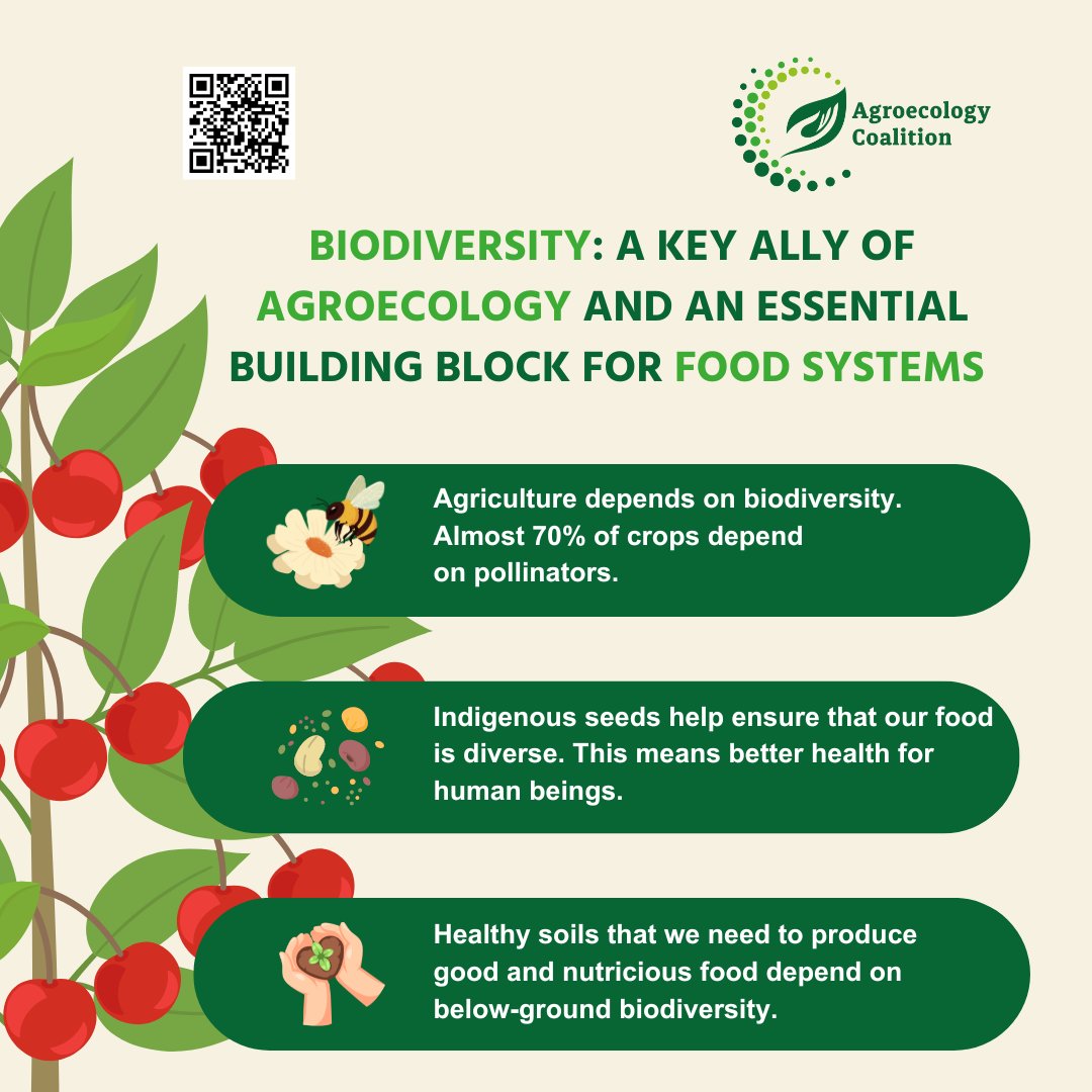 🐝On #BiodiversityDay let's remember the crucial role #biodiversity plays in #agriculture. 👉To find out more, take a look at the interview with Martin Oulu from @ISFAAKE : buff.ly/3UZCJzY