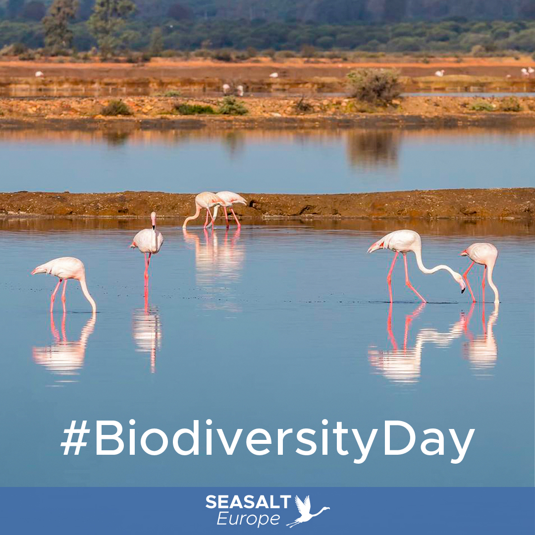 Happy #InternationalDayForBiologicalDiversity! SEASALTEurope celebrates the amazing biodiversity of #SeaSaltworks!  These vital ecosystems support wildlife, filter water &amp; protect coasts. Let's work together to ensure their future! #Biodiversity