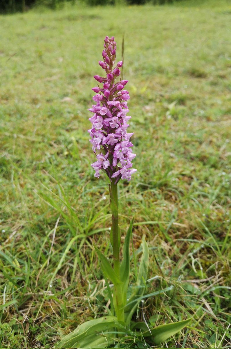 Good year for the Chalk Fragrants 🙂 @ukorchids