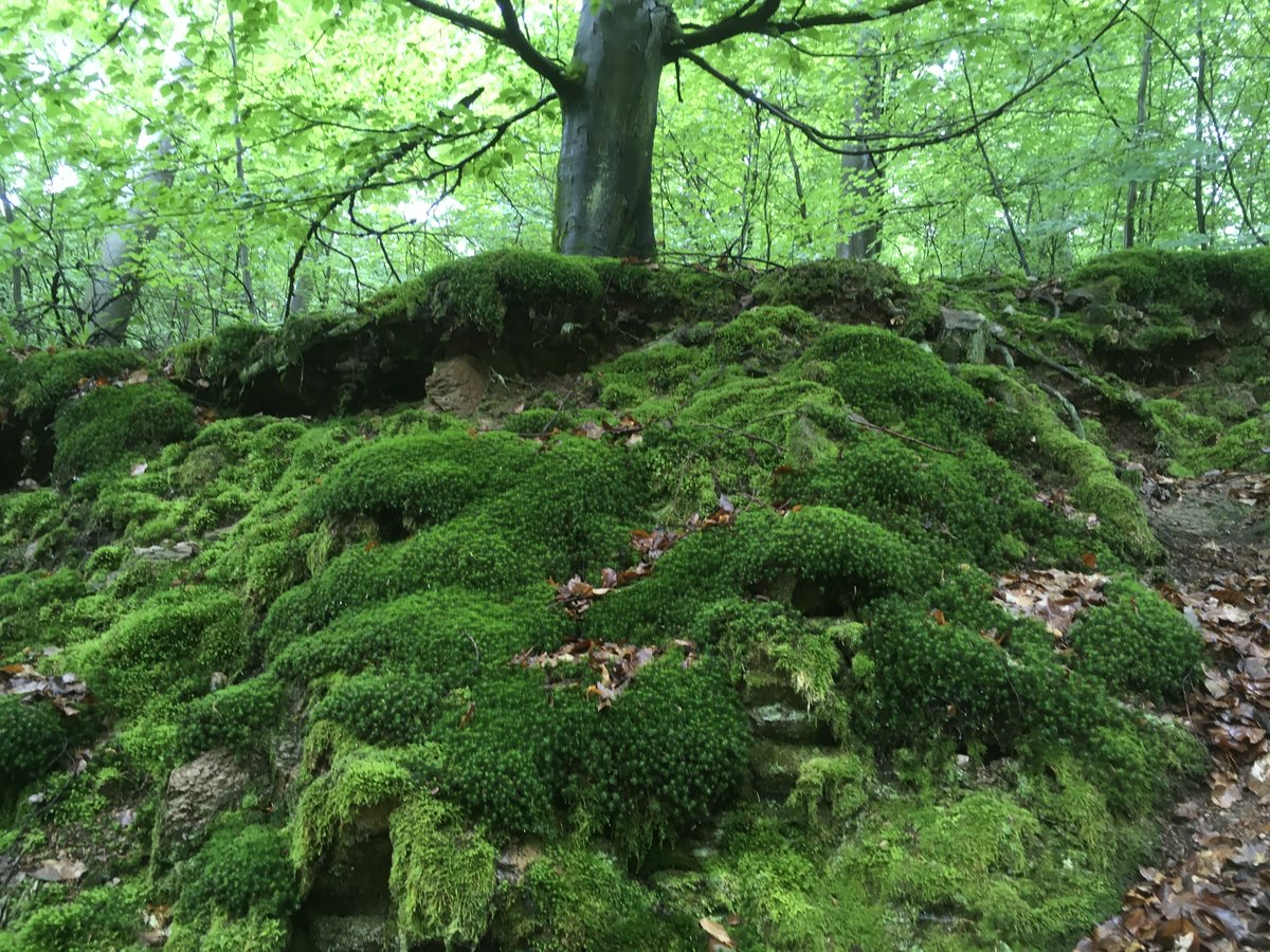 Tipp: Wem es im Sommer zu heiß wird, kann sich in einem Wald Kühlung verschaffen – solange dort keine WKAs stehen. Wie hier im #Odenwald nordwestlich vom Weißen Stein in #Schriesheim bei #Heidelberg. WKAs würden dieses angenehme Mikroklima stören.
#Windkraft