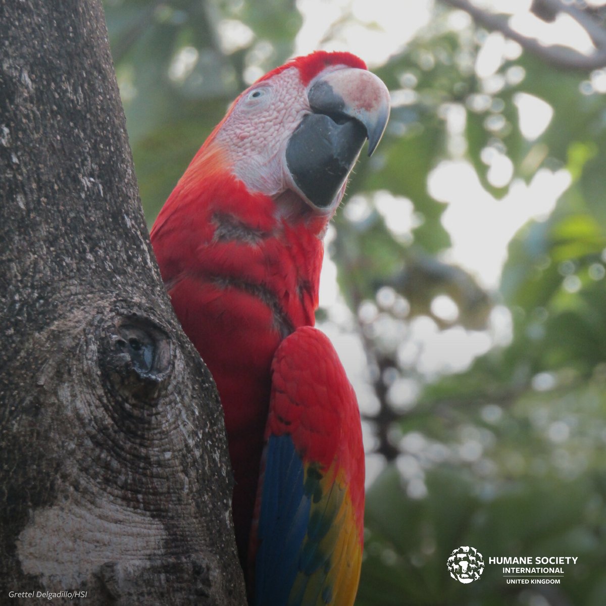Humane World for Animals UK tweet media
