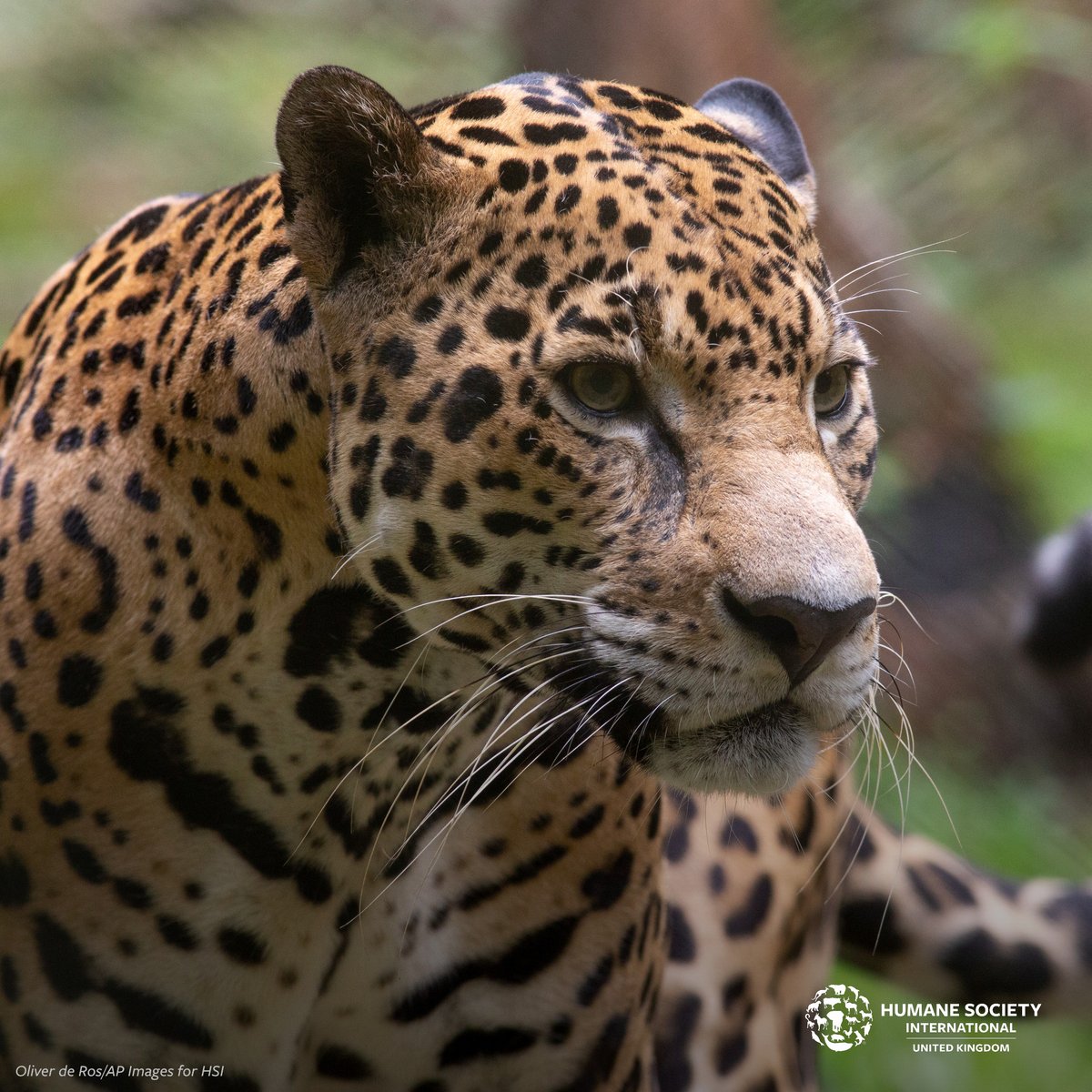 Humane World for Animals UK tweet media