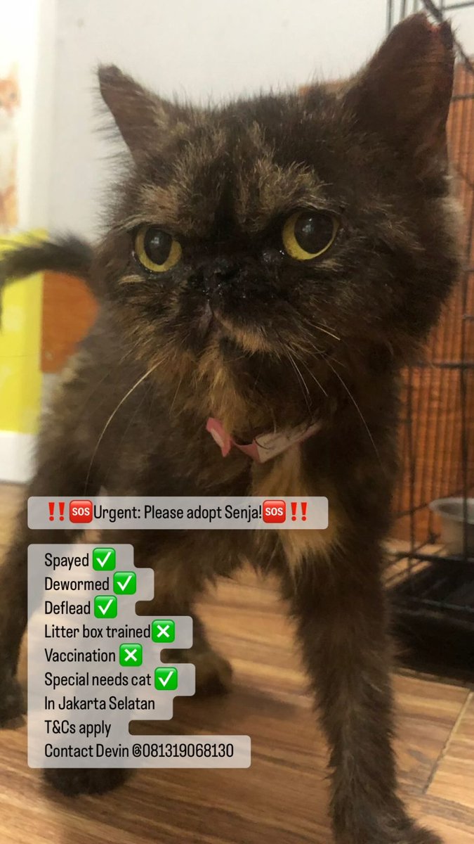 catrescuedotid's tweet photo. ‼️🆘Urgent: Please adopt Senja!🆘‼️

Spayed ✅
Dewormed ✅
Deflead ✅
Litter box trained❎
Vaccination ❎
Special needs cat ✅
In Jakarta Selatan @leonvetsgroup  Jagakarsa

T&amp;Cs apply
Contact Devin @081319068130 https://t.co/85eyDKWnax