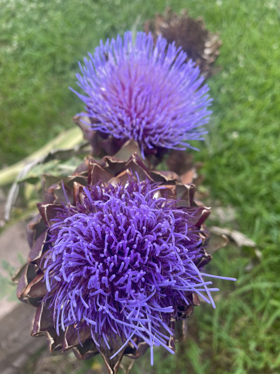 Kara Wolf (@mrswolfrtgg) on Twitter photo Good morning! Have you ever seen an artichoke flower in bloom? <a href="/WilchesterSBISD/">Wilchester Elementary</a> <a href="/SBISD/">Spring Branch ISD</a> <a href="/readygrowgarden/">Ready to Grow Garden</a> #happygardenday #readytogrowgardens #inbloom #backatit Good morning! Have you ever seen an artichoke flower in bloom? <a href="/WilchesterSBISD/">Wilchester Elementary</a> <a href="/SBISD/">Spring Branch ISD</a> <a href="/readygrowgarden/">Ready to Grow Garden</a> #happygardenday #readytogrowgardens #inbloom #backatit