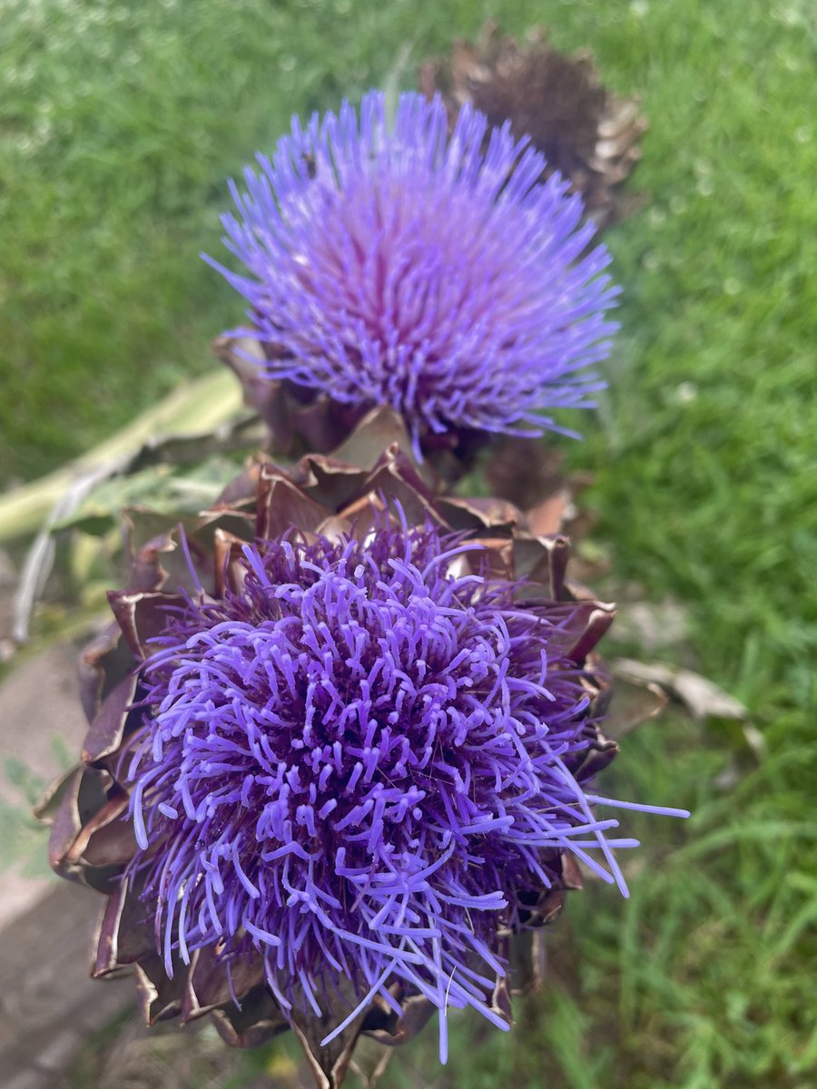 Good morning! Have you ever seen an artichoke flower in bloom? @WilchesterSBISD @SBISD @readygrowgarden #happygardenday #readytogrowgardens #inbloom #backatit