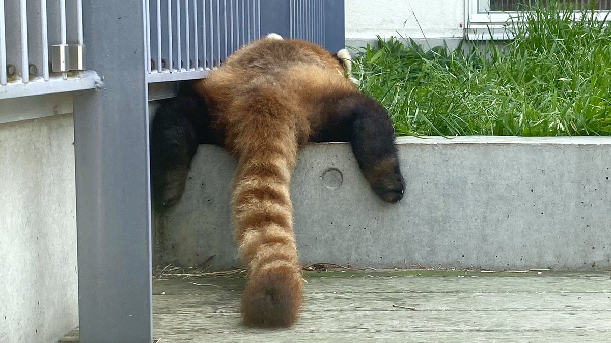 今日は一日中曇り空でした。
お昼寝中のルナのしっぽとおしりです。

#徳山動物園　#シセンレッサーパンダ　#レッサーパンダ　#おしり　#しっぽ　#お昼寝　#すよすよ