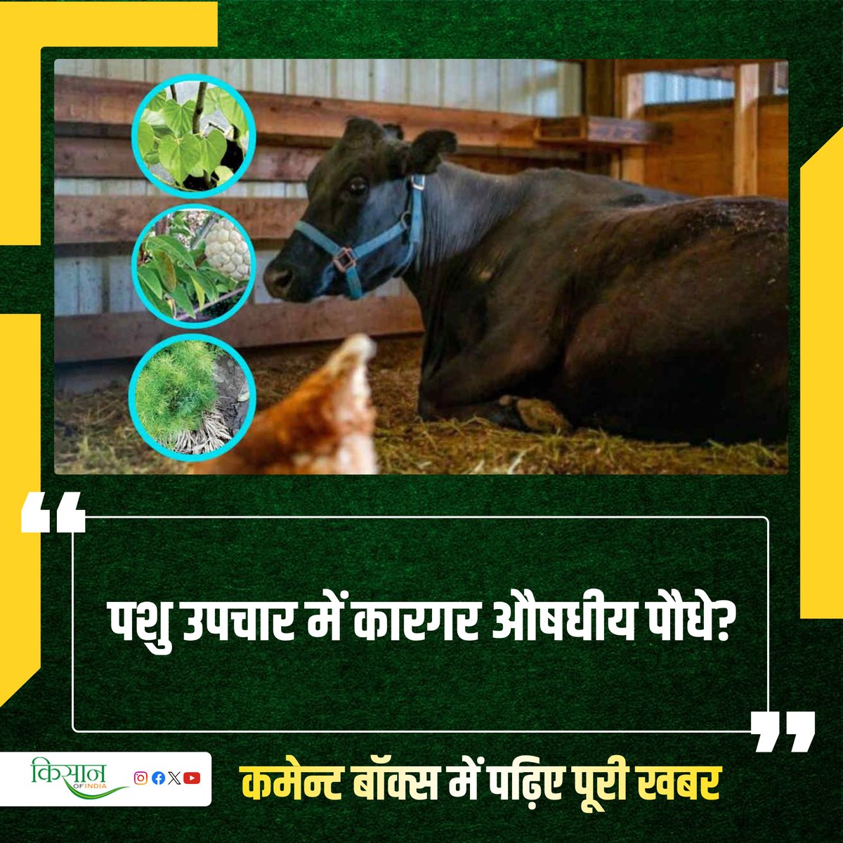 खेती के साथ ही ज़्यादातर किसान पशुपालन भी करते हैं, क्योंकि इससे उन्हें कई फ़ायदे होते हैं। दूध, दही, घी के साथ ही खेती के लिए जैविक खाद मिलती है।

#KisanOfIndia #Agriculture #Animalhusbandry #MedicinalCrops #Kisan #Pashupalan