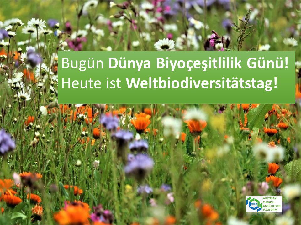 Heute ist Weltbiodiversitätstag. 🌍🌿 Wir feiern die Vielfalt des Lebens und denken darüber nach, wie wir sie bewahren können. 🌱🐝 Bugün Dünya Biyoçeşitlilik Günü. 🌏🌺 Yaşamın çeşitliliğini kutluyor ve korumanın yollarını arıyoruz. 🐢🌳 #Biodiversity #Biyoçeşitlilik