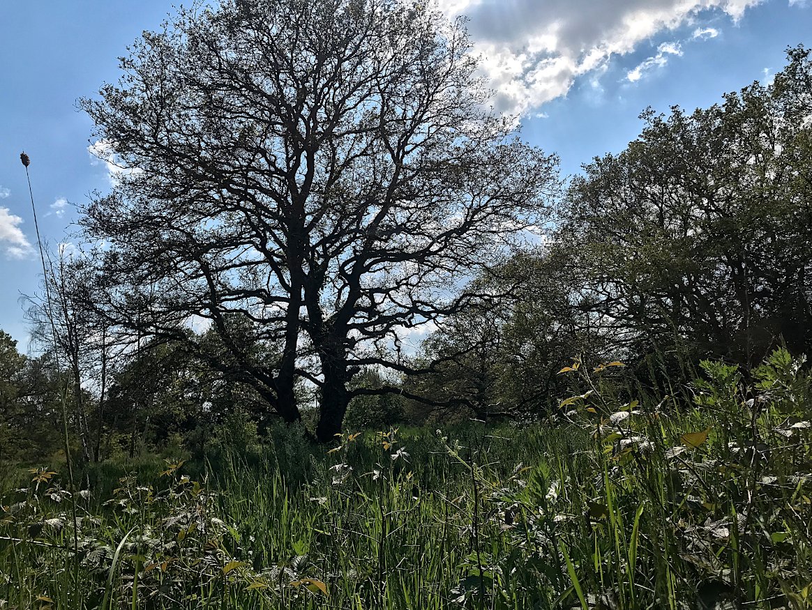 Trees pull on their green gowns. Glades give flowering bounty. The spirits of place sing in the living temples of the witch. Sometimes part of our core magical relationship to the land is just being within it. – #EmilyBanting, 1982 #WitchWednesday