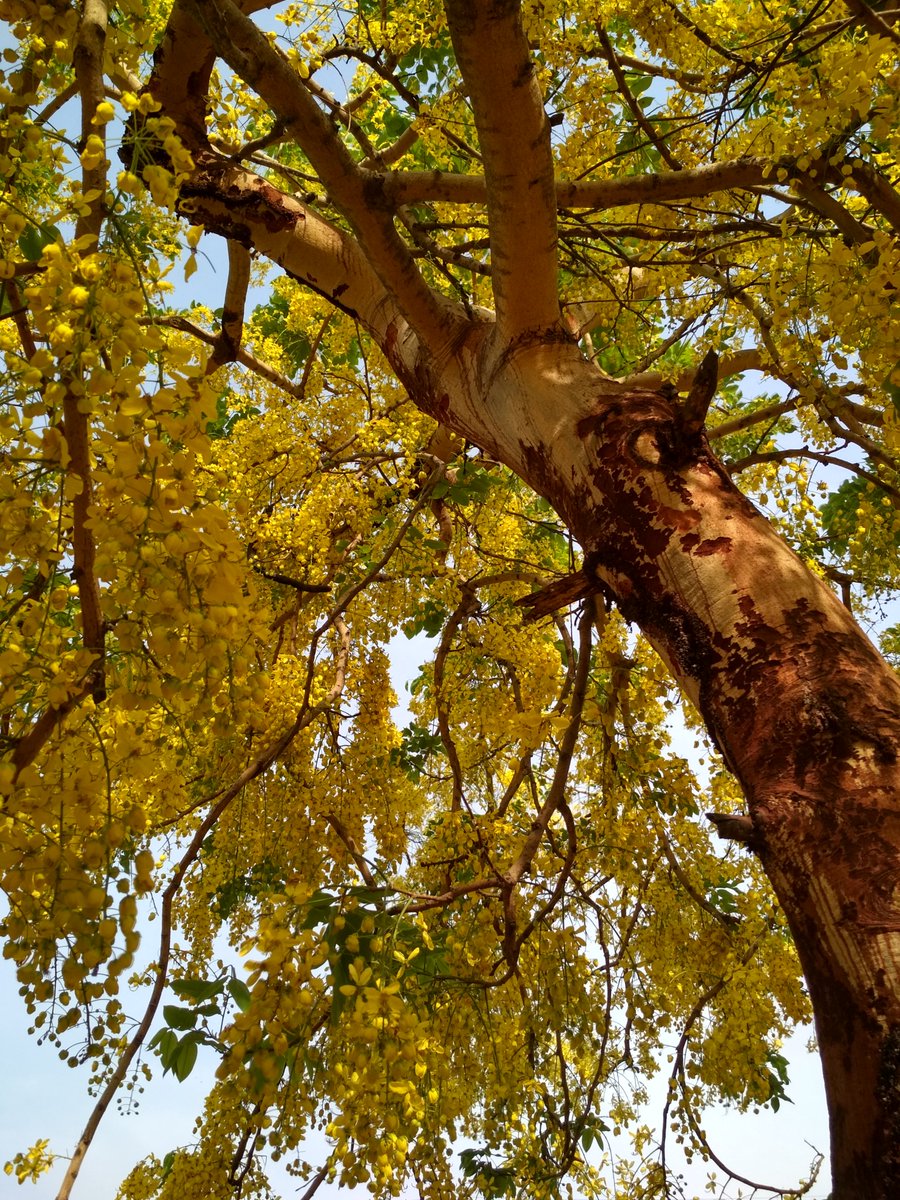 What's summer without amaltas? 

#nofilter