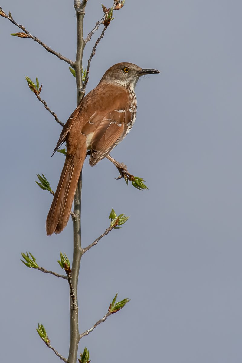 Brown thrasher strikes a pose