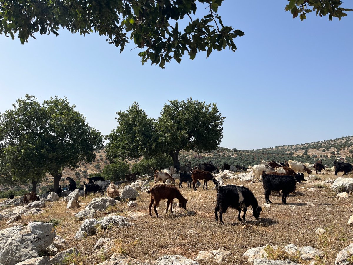 We finished our sampling in Yarmouk and Ajloun before we expected, as the trees decided to keep our increment borers for them (3 days, 3 borers lost), but we managed to sample c. 20 trees!
<a href="/ERC_Research/">European Research Council (ERC)</a> <a href="/ERC_Paleorigins/">ERC_Palaeorigins</a>