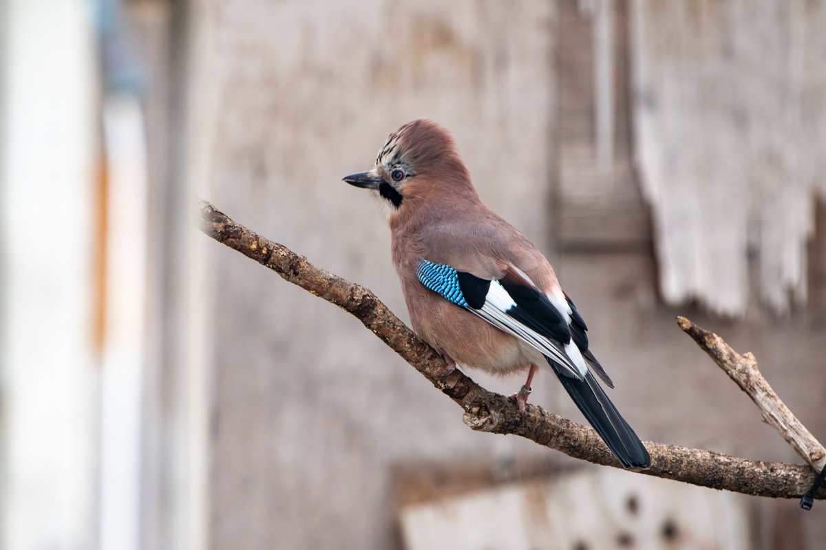 Clare Fellow @nickyclayton22 discusses her research on Eurasian Jays with @NakedScientists , exploring whether their cognitive abilities, despite having feathers instead of hands, make them as smart as chimpanzees. Find the full interview here: bit.ly/3yrrb0K