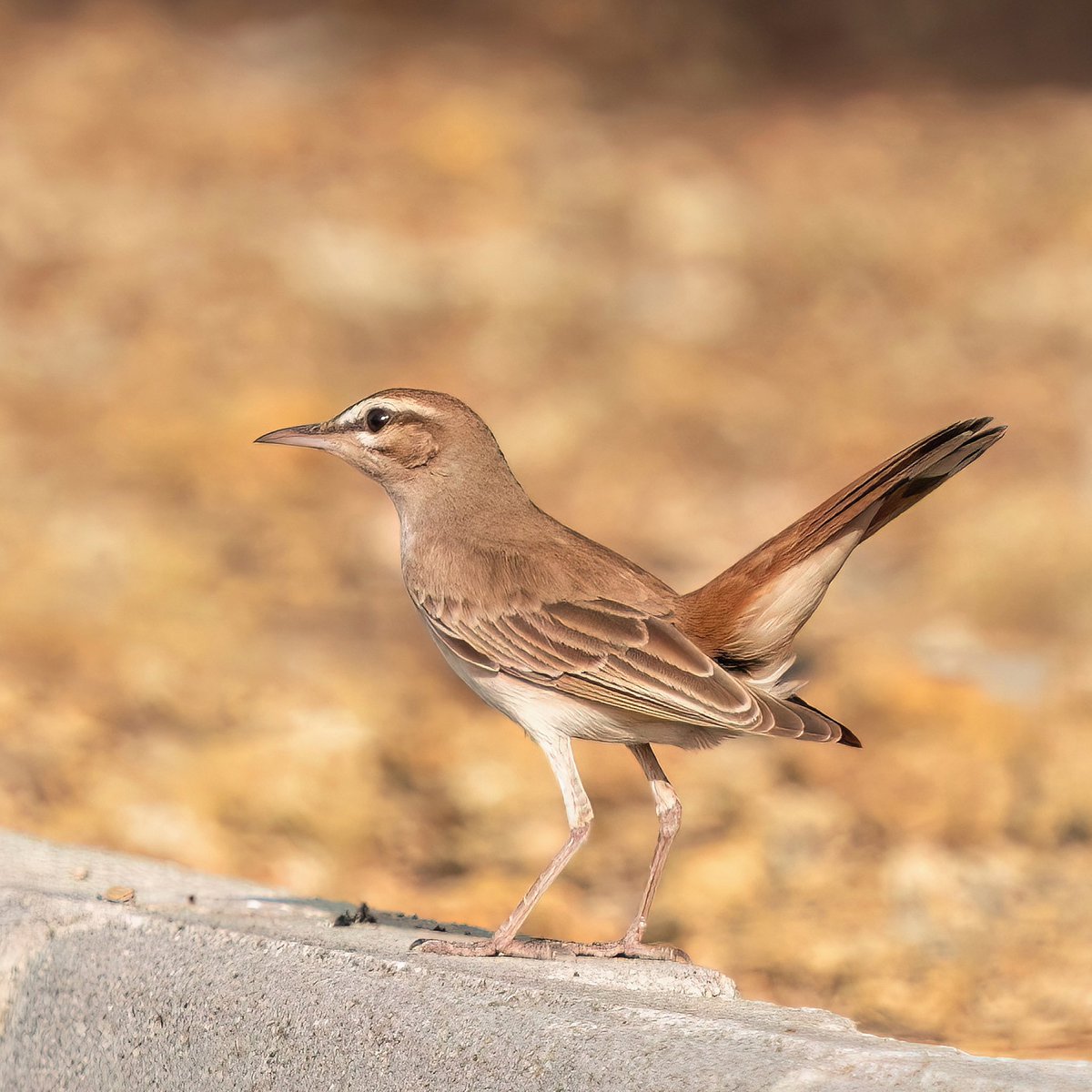 AAsalet

ÇALI BÜLBÜLÜ 

#trakus #birding_photography #birdingantalya #birdsofinstagram #nut_about_birds #kuş #bird #birdsonearth #1x  #scrubrobin    #rufoustailedscrubrobin