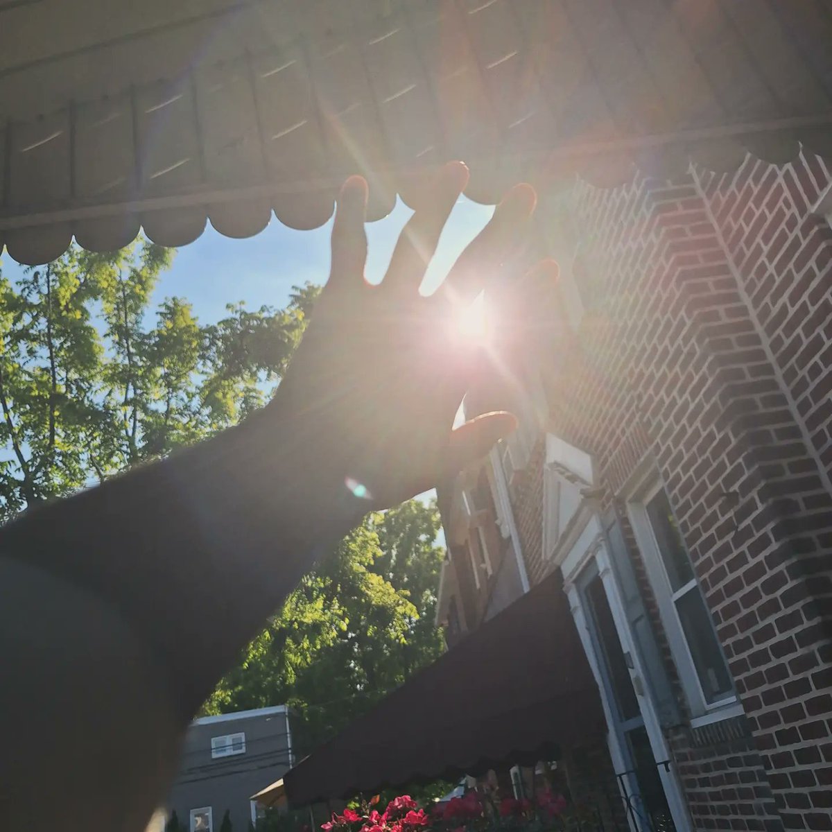 SnipeFox_Backup's tweet image. Reaching for the sun.