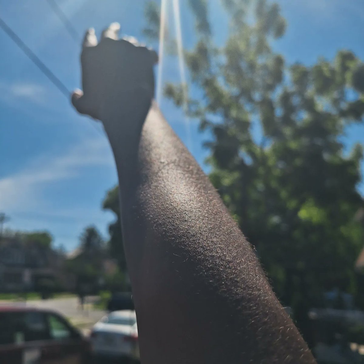 SnipeFox_Backup's tweet image. Reaching for the sun.