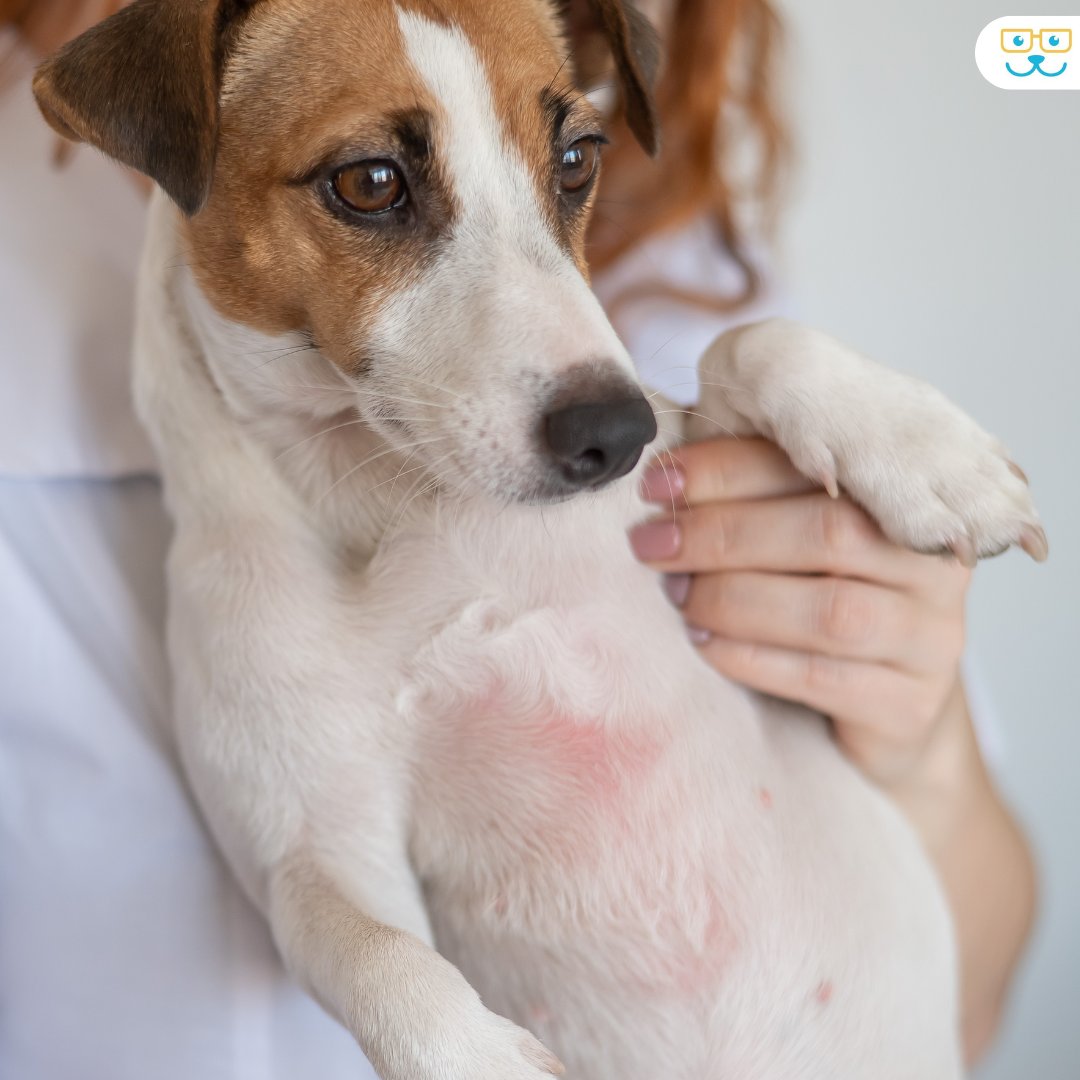 Is your dog itching excessively? It could be canine dermatitis! 🐶🩹 This common, but uncomfortable skin condition requires diagnosis and treatment from your veterinarian. Contact us today for expert care! #vieravet  #DogHealth #CanineDermatitis #PetCare