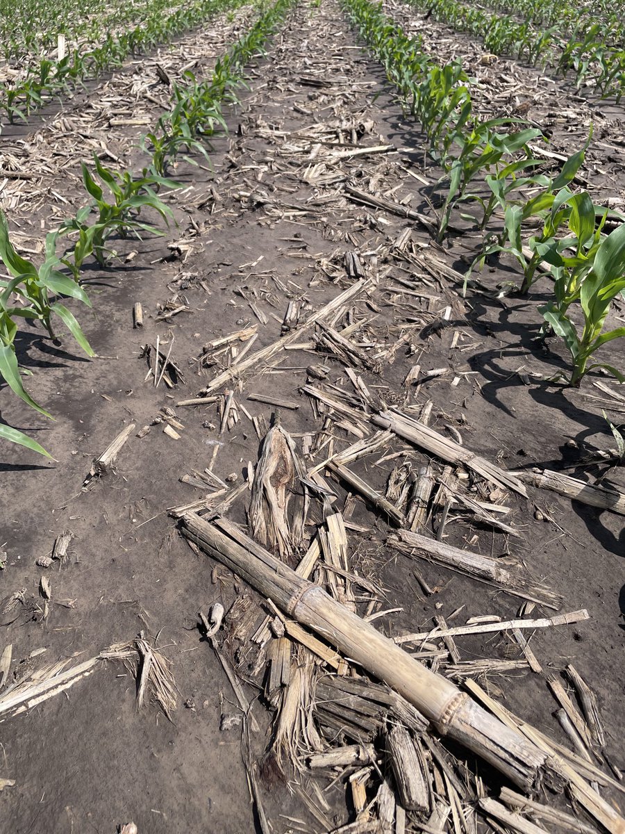 Maye85779's tweet photo. Storen continues to provide clean rows for the Hamilton County growers. Fun crop tour seeing no weeds. Incredibly clean, crop safety is great. #cleanrows https://t.co/xce5KrpwfN