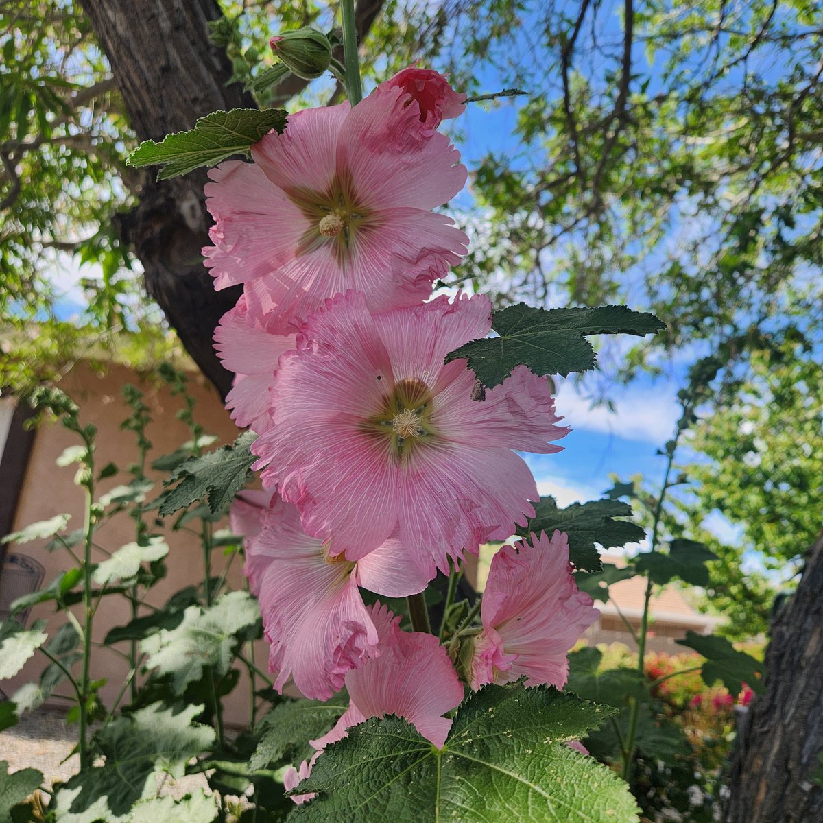 Light pink colored Hollyhocks. So May is when they reached full bloom 🌸