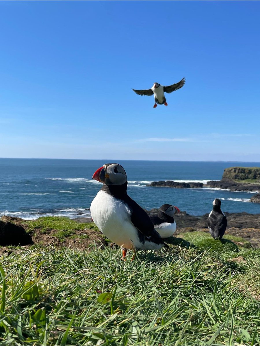 Who would YOU like to go puffin-spotting in #Scotland with? 😍🔍 📍 Lunga, Treshnish Isles, #Argyll 📷 IG/abigailbrown86 @wildaboutargyll