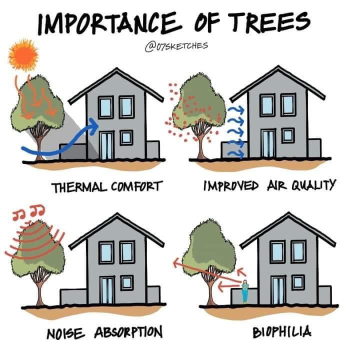 Benefit of trees - 🌳 🌲
#geography #geographyteacher 
Simple and child-friendly diagram 
- thermal comfort 
- improved air quality 
- noise absorption 
- biophilla