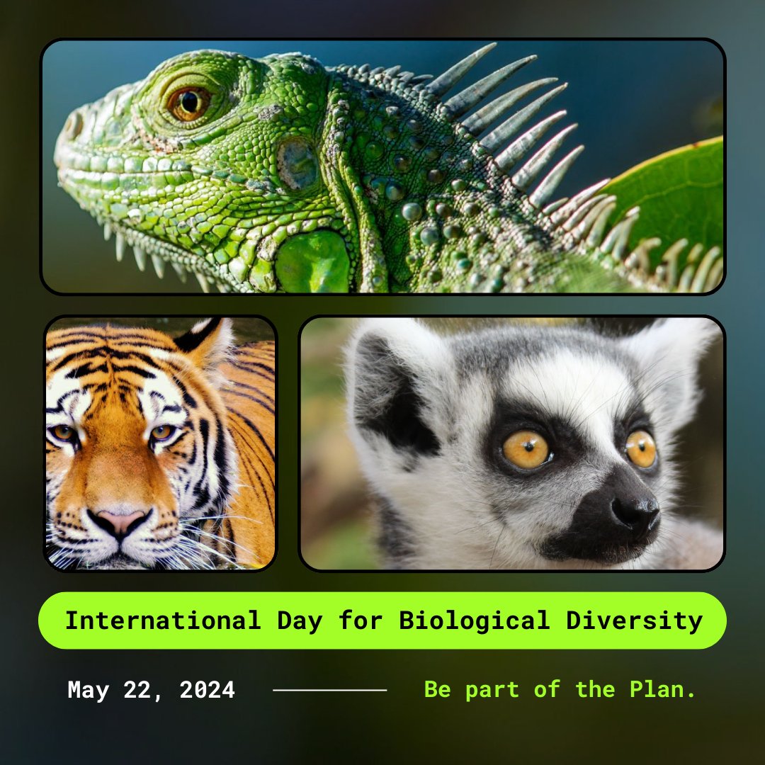 Arbimon (@arblmon) on Twitter photo 🔊🐅 Proud to be #PartOfThePlan this #BiodiversityDay by providing our users with an efficient way to upload, store, and analyze mass amounts of ecoacoustic data to drive conservation action!
🚀Go to arbimon.org to learn what Arbimon can do for your research today. 🔊🐅 Proud to be #PartOfThePlan this #BiodiversityDay by providing our users with an efficient way to upload, store, and analyze mass amounts of ecoacoustic data to drive conservation action!
🚀Go to arbimon.org to learn what Arbimon can do for your research today.