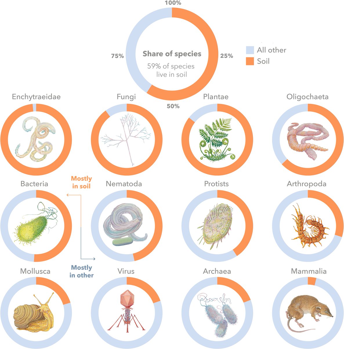 Happy international #biodiversityday from GSBI! It's a great day to remember that about ~59% of the world's biodiversity lives in soils 🐛🐜🪱🤎 pnas.org/doi/10.1073/pn…