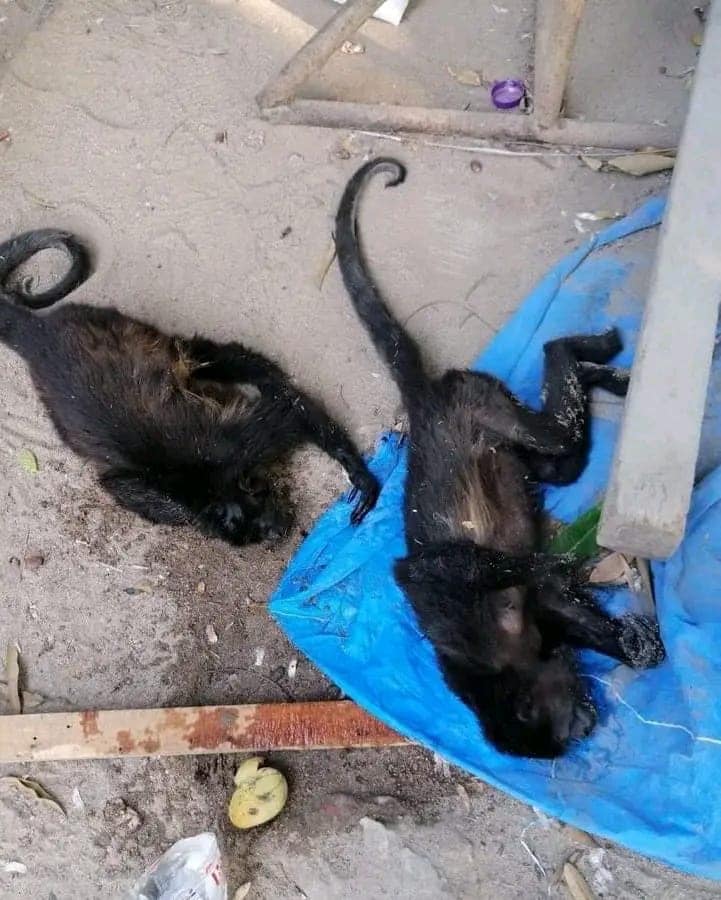 AlertaMundoNews's tweet photo. 🇲🇽 | Hace tanto calor en México que los monos aulladores caen muertos de los árboles. https://t.co/zMlr9k8dCZ