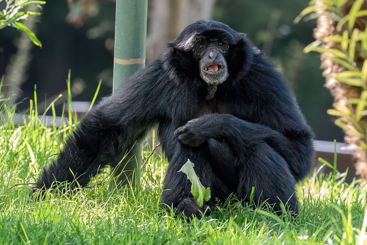 Happy birthday to Sid the siamang 🎂 As you may recall, Ganesha siamang passed away last August, leaving brother Hahnumahn alone for the first time in 26 years. Sid joined Hahnu late last year and they have been on Siamang Island together since January. We’re so happy Hahnu has