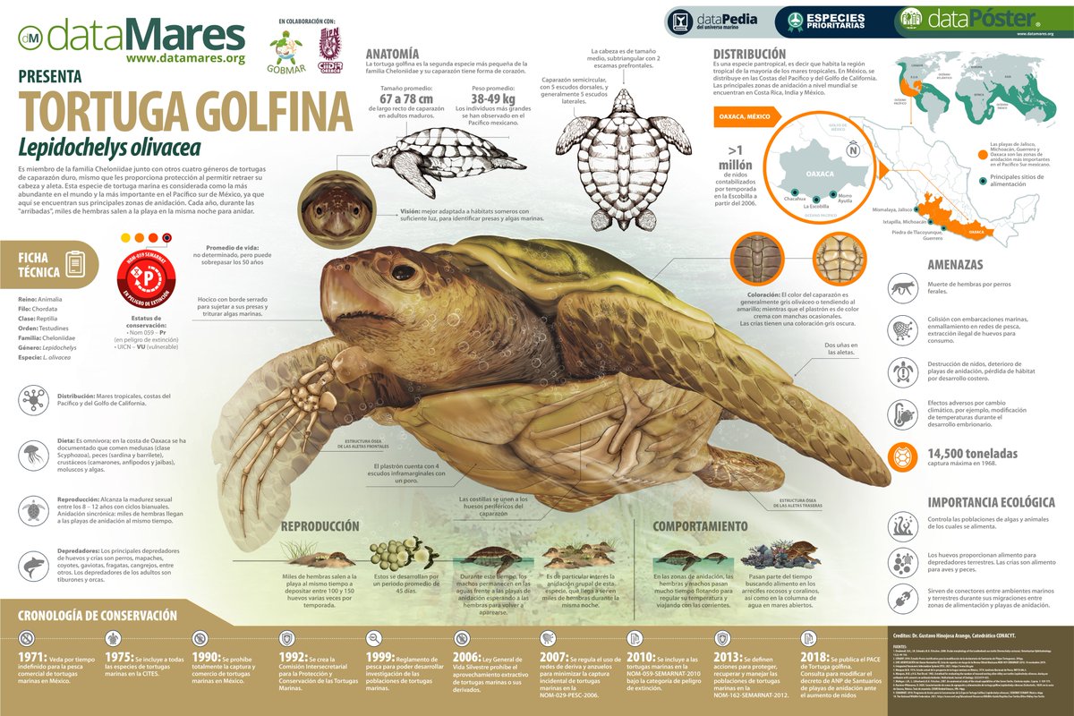 dataMares's tweet photo. #DíaInternacionaldelasTortugas
Celebra este día aprendiendo sobre la tortuga carey, la tortuga golfina y la tortuga verde. Visita nuestra galería de #dataPosters donde encontrarás el pdf en alta resolución:
https://t.co/WagVuo6Yor https://t.co/wAFvo9jtXW