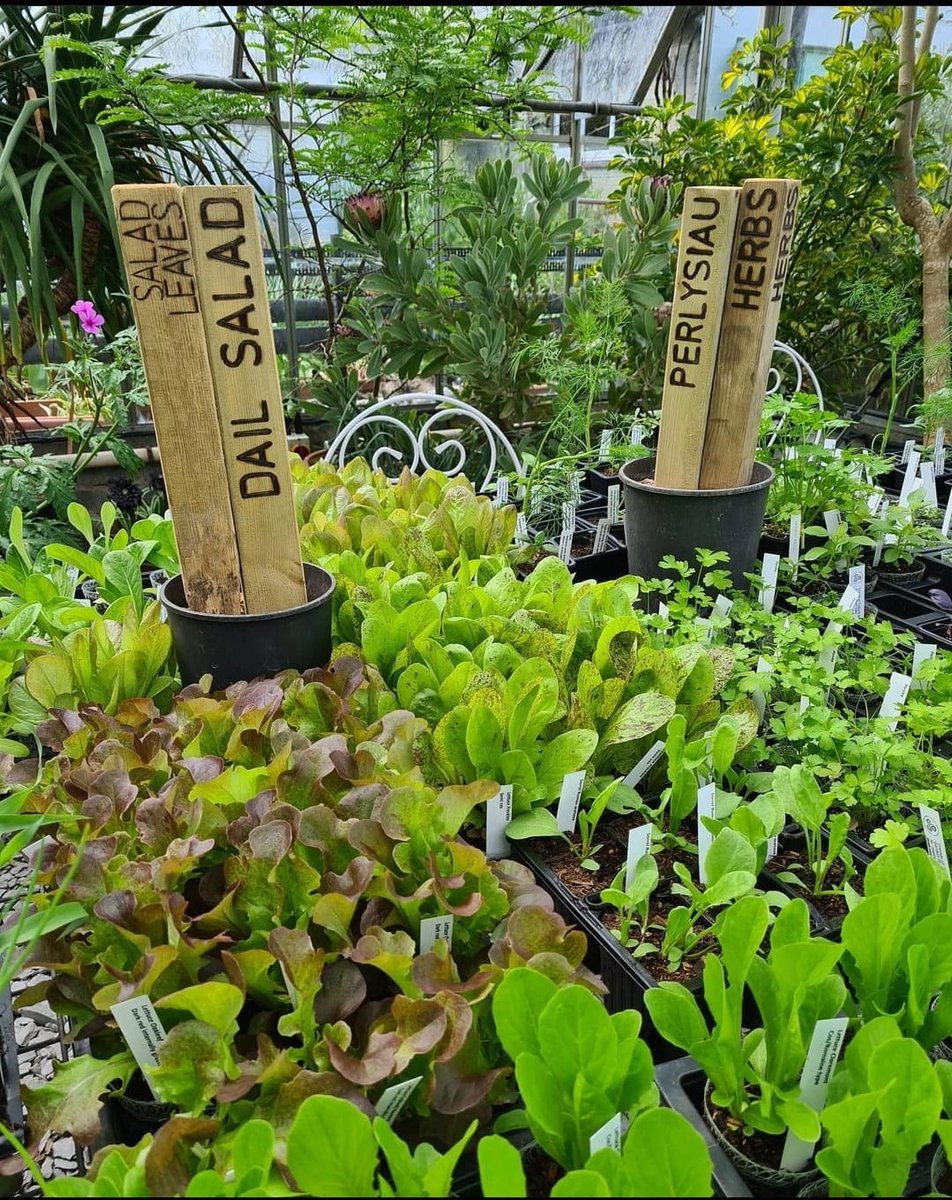Bangor University (@bangoruni) on Twitter photo Just another reminder of the Plant Sale at <a href="/TreborthBG/">Treborth Botanic Garden</a> THIS Saturday! All welcome 🌸
📆 25th May 11am-1pm (10am for Friends of Treborth members)
More info ➡️ bit.ly/3V8IxXt Just another reminder of the Plant Sale at <a href="/TreborthBG/">Treborth Botanic Garden</a> THIS Saturday! All welcome 🌸
📆 25th May 11am-1pm (10am for Friends of Treborth members)
More info ➡️ bit.ly/3V8IxXt