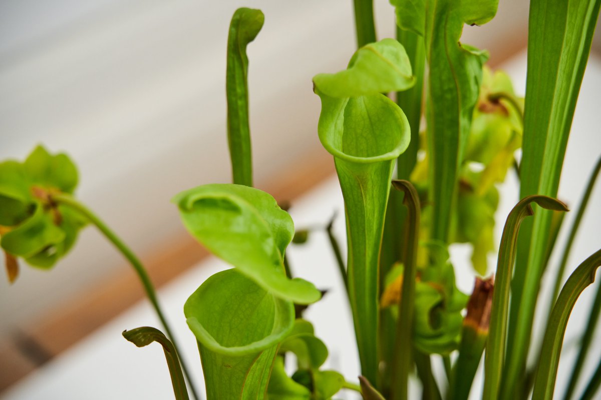 Carnivorous plants are currently inhabiting Mostyn🪴

We'd like to thank Treborth Botanic Garden for supplying the plants and helping bring Revital Cohen and Tuur Van Balen's film, Daughter of Dog, to life in our gallery space.