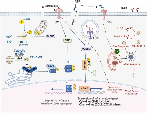 #Mitochondria driven innate #immune signaling and #inflammation in #cancer growth, immune evasion, and therapeutic resistance
sciencedirect.com/science/articl…