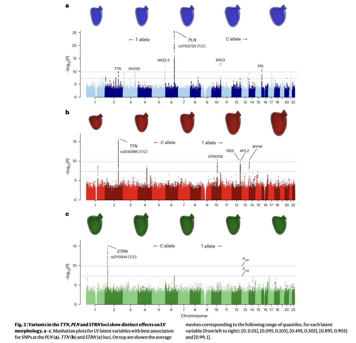 BioDecoded's tweet image. Unsupervised ensemble-based phenotyping enhances discoverability of genes related to left-ventricular morphology
nature.com/articles/s4225…

#DeepLearning