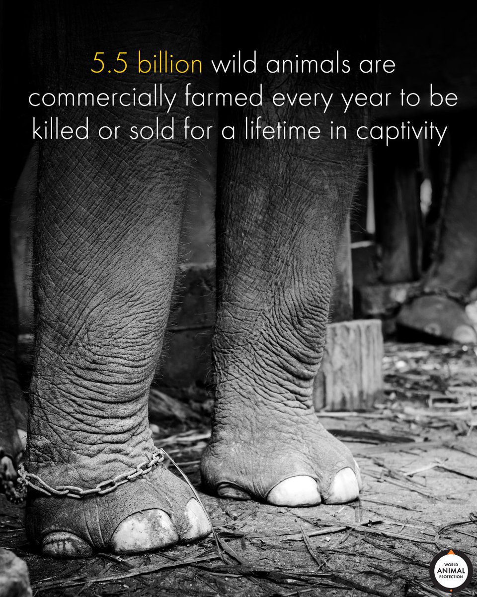 5.5 billion wild animals are commercially farmed every year to be killed or sold for a lifetime in captivity 🤯