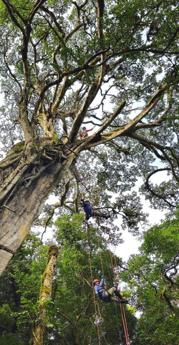 After a year and four months of discussions, prepping, collecting pilot data, and constructing preliminary models, I am happy to say, proposal submitted! Fingers crossed. Back to the trees.